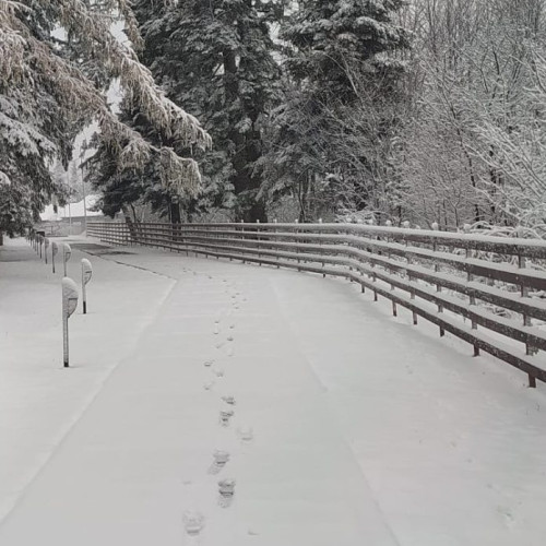 Recomandări ANSVSA pentru protejarea animalelor în perioadele cu temperaturi foarte scăzute, vânt puternic şi căderi masive de zăpadă