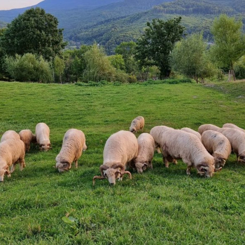 Guvernul aprobă sprijin financiar pentru crescătorii de ovine și caprine