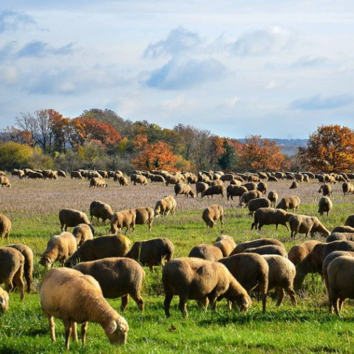Crescătorii de ovine și caprine primesc ajutoare financiare în 2025