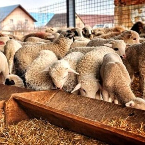 Subvenții pentru crescătorii de ovine și caprine în 2025