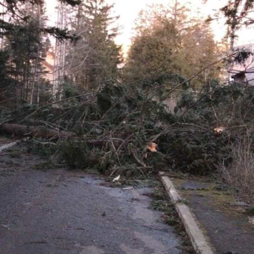 Arbore doborât de vânt în Naruja: un bătrân a murit