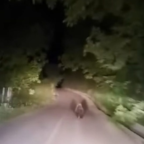 Un urs a fost văzut în comuna Poiana Cristei