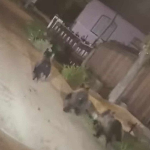 Oamenii din Vrancea, speriați de apariția animalelor sălbatice