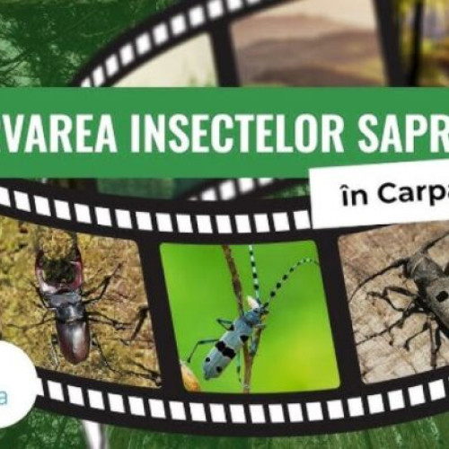 Castigatorii concursului &quot;Insectele saproxilice si padurea&quot; din 2025