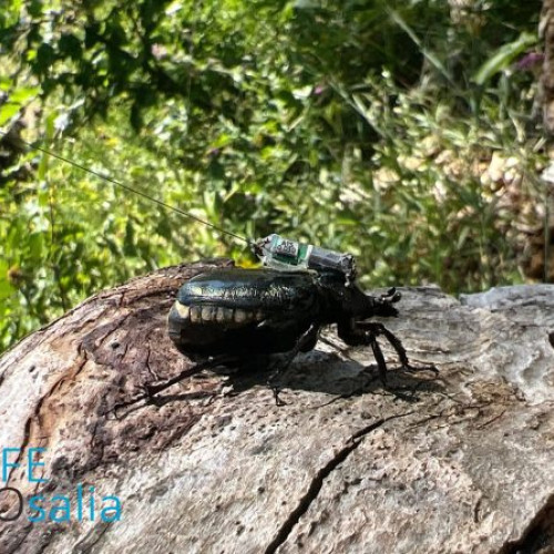 Au fost desemnați câștigătorii concursului interșcolar &quot;Insectele saproxilice și pădurea&quot;