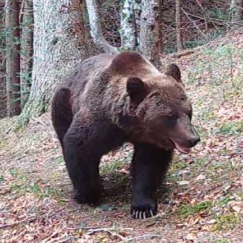 Un bărbat a dat alarma pe traseul montan Soveja - Vârful Zboina după ce a observat un urs în apropierea punctului turistic „Sezatoarea Lupilor”. Potrivit jurnaldevrancea.ro, cei de la Inspectoratul de Jandarmi Județean Vrancea au transmis că echipajul montan a intervenit de urgență în urma apelului la 112.