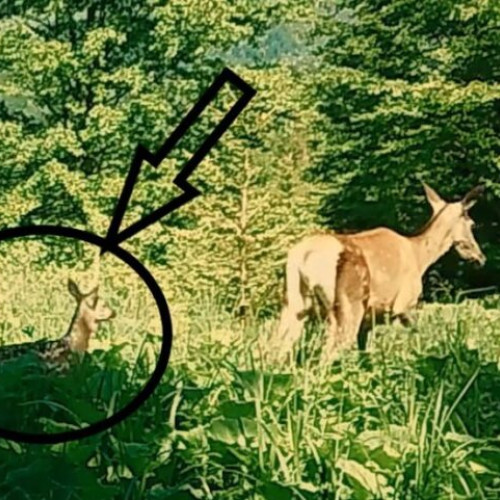 VIDEO Imagini foarte frumoase cu Bambi și mămica lui într-o pădure din Parcul Natural Putna Vrancea