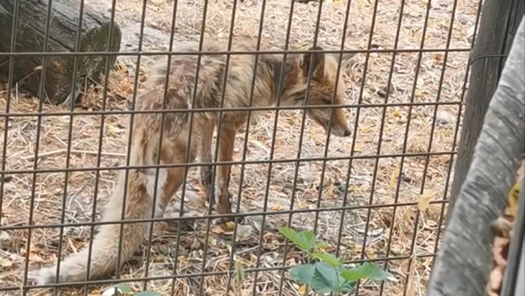 Video Imagini revoltătoare la Grădina Zoologică Vâlcea: vulpe în stare gravă, slabă, fără îngrijire medicală. „Dispreț total față de animale”