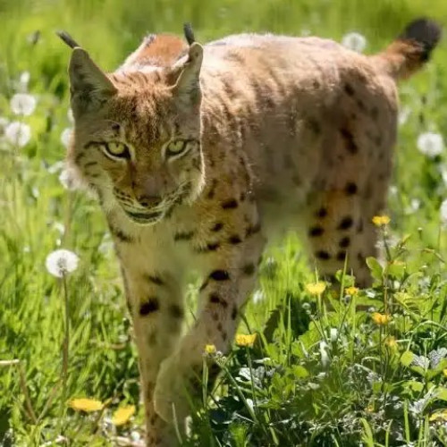 Copil de patru ani mușcat de un râs în Vrancea, internat la Spitalul Județean