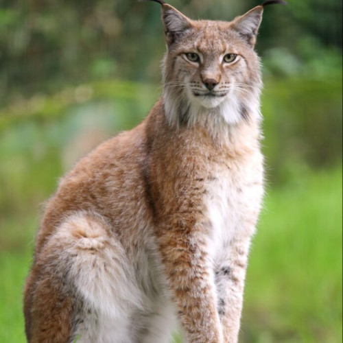 Copil mușcat de animal sălbatic în curtea din Paltin; starea este stabilă