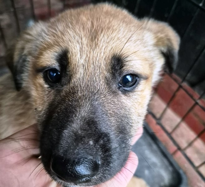 Focșani: târg de adopții la adăpostul din Golești pentru câini