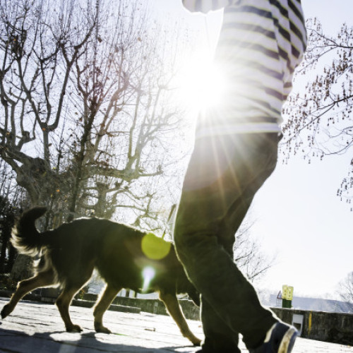 Bolzano introduce taxă turistică pentru câinii turiștilor din 2026