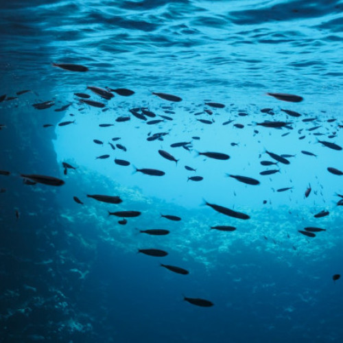 Aciditatea oceanelor a depășit limita stabilă pentru ecosisteme, arată un raport internațional