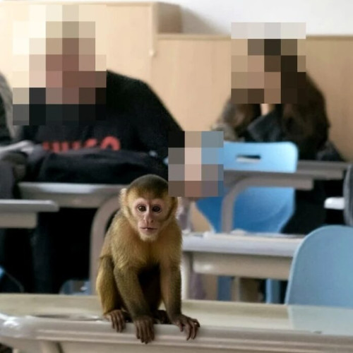 Elevii unui liceu au creat imagini cu animale pe holuri folosind inteligența artificială